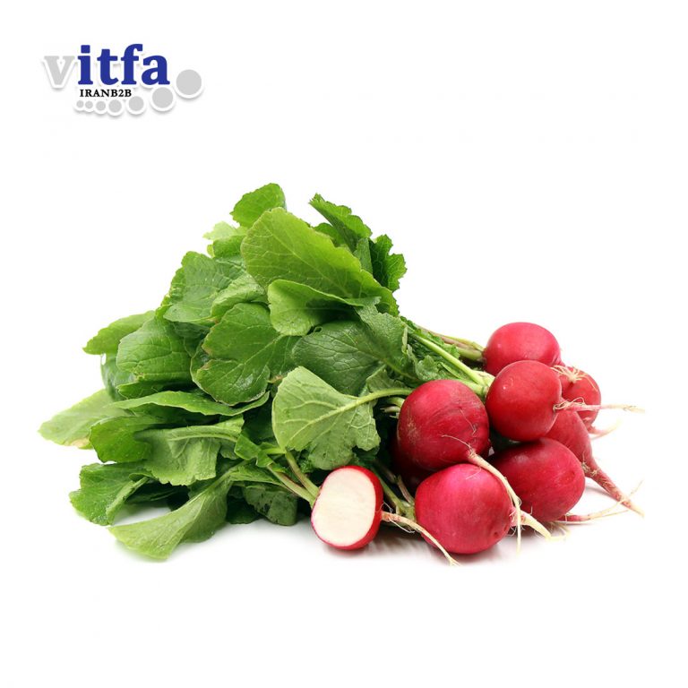 Fresh Vegetables