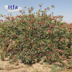Jumbo (Kaleghuchi) Pistachio