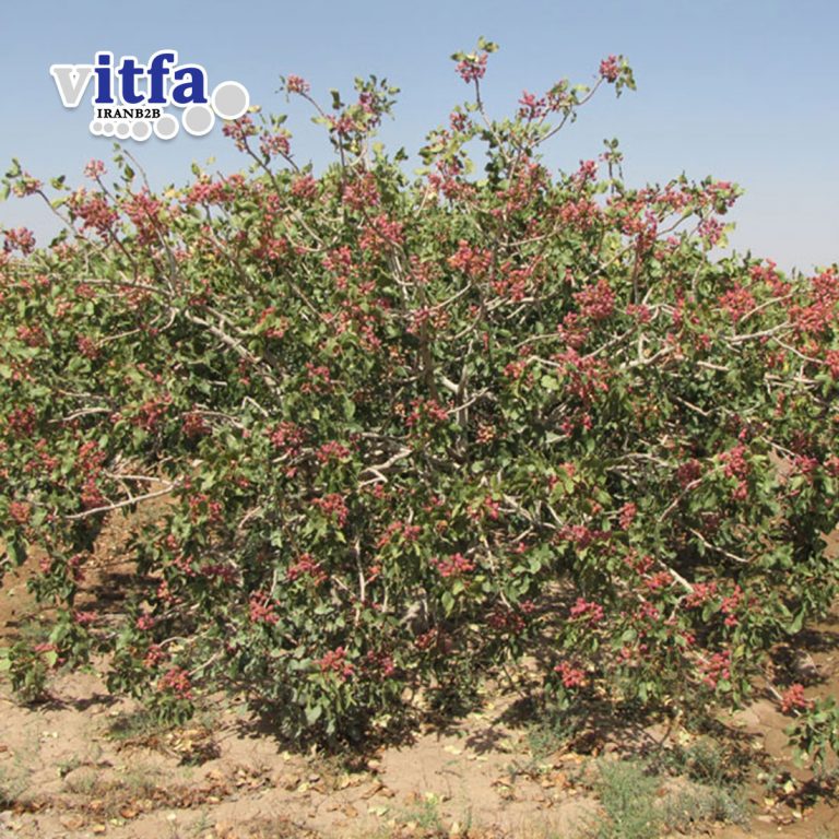 Jumbo (Kaleghuchi) Pistachio