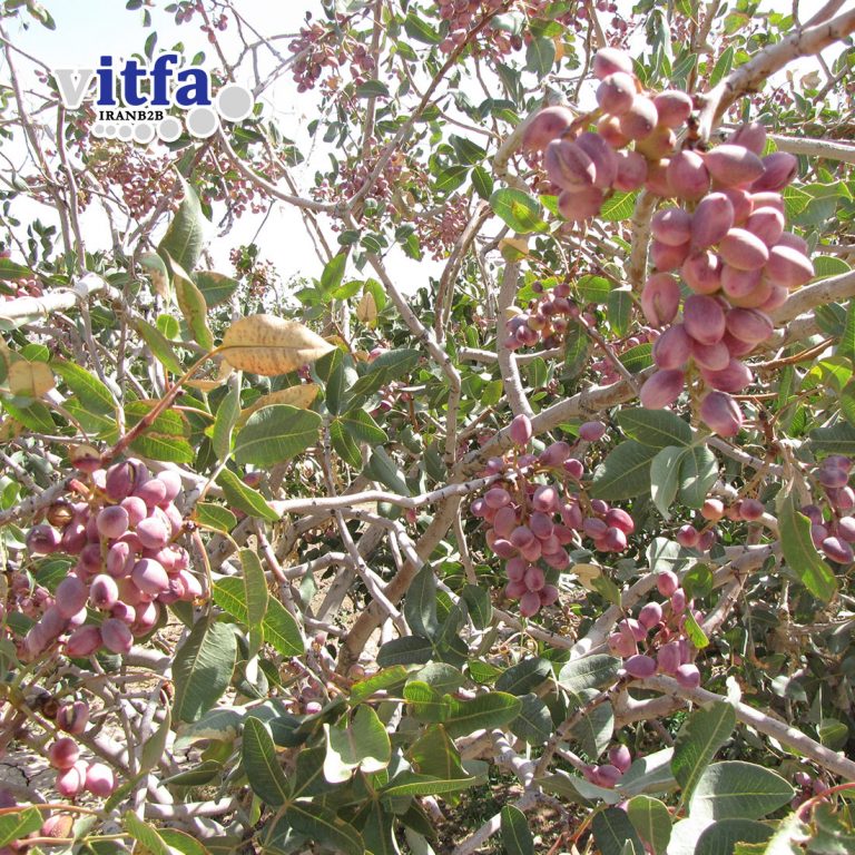 Round (Fandoghi) Pistachio