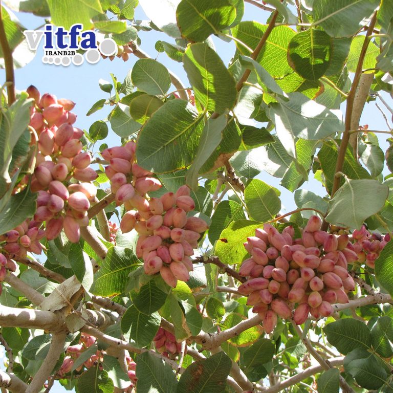 Long (Akbari) Pistachio