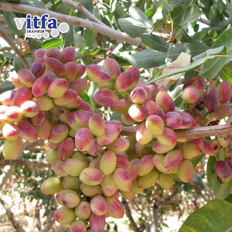 Long (Ahmad Aghaei) Pistachio
