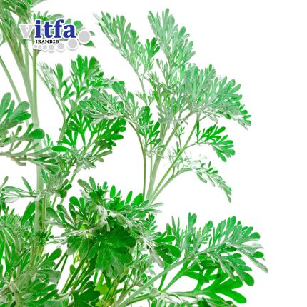 mugwort-gum