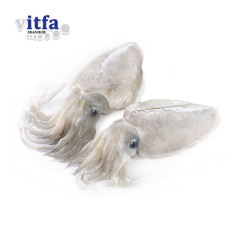 cuttle-fish