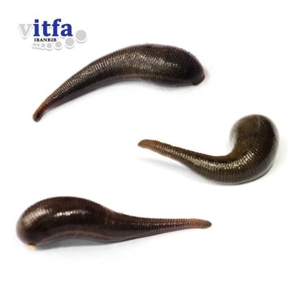 hirudo-orientalis-leech