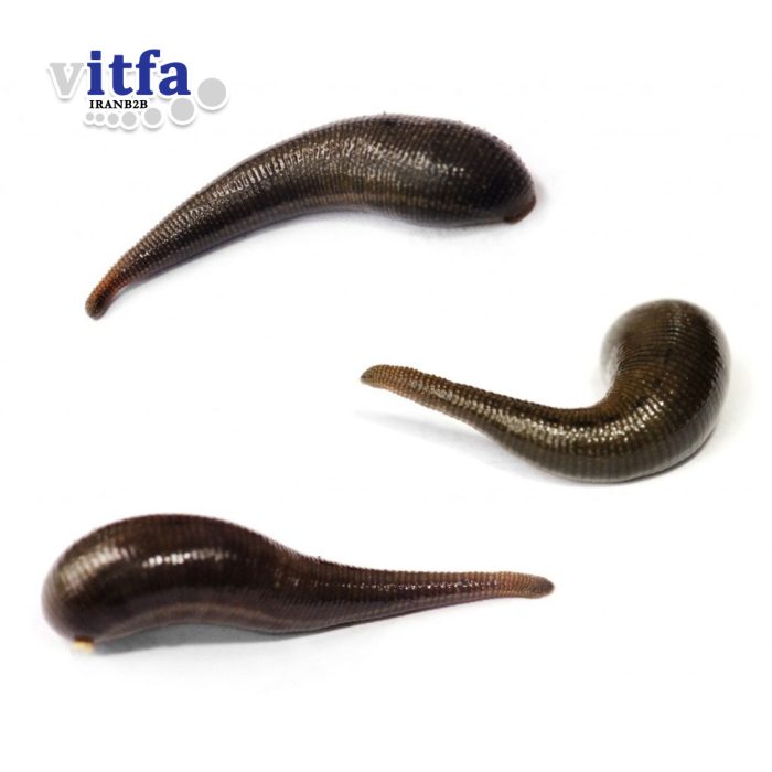 hirudo-orientalis-leech