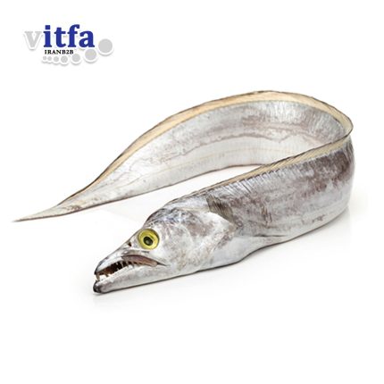 ribbon-fish-cutlass-fish