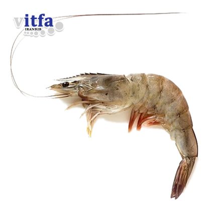 Shrimp HOSO (HEAD ON SHELL ON)