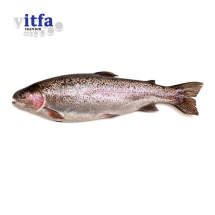 trout-fish