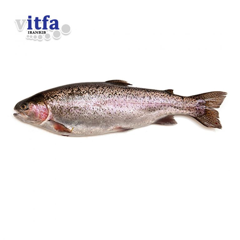 trout-fish