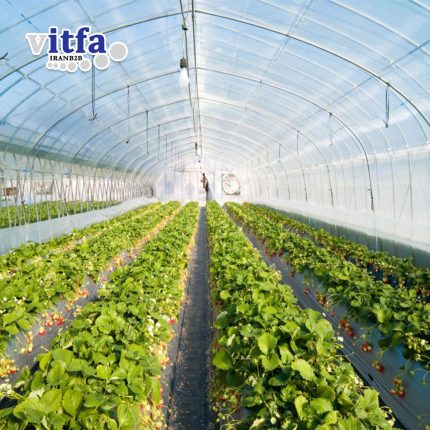 greenhouse-film