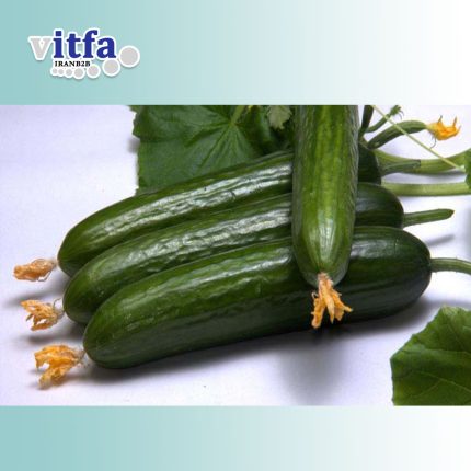 cucumber