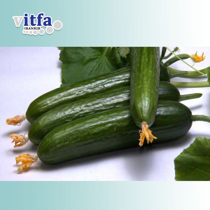 cucumber