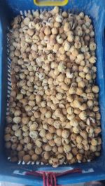 premium ghoncheh figs - beauty and delicious ! - Image 2