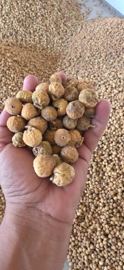 figs iranian figs parak figs closed mouth figs nuts dried fruit hgh hgh company