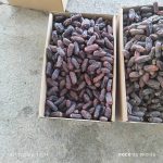 premium iranian rabbi dates - 3CM !! that's amazing - Image 2