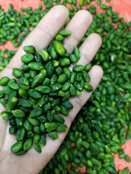 pistachio double skin kernel