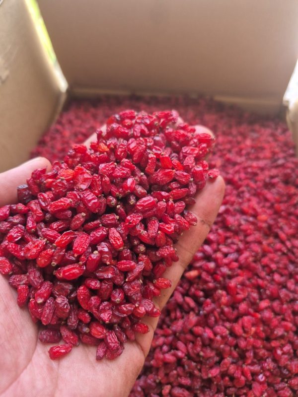iranian barberry