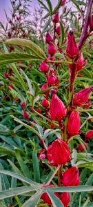 چای ترش اعلا، بسیار خوش طعم و خوش رنگ، کاملا ارگانیگ